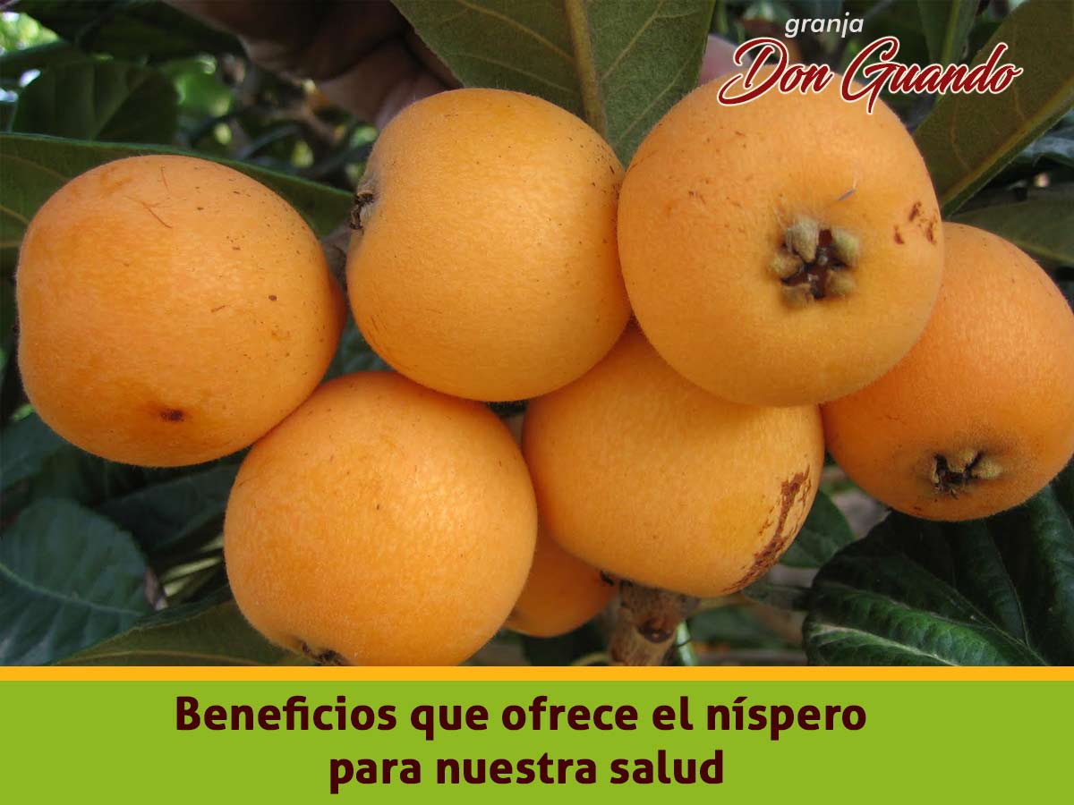 beneficios del nispero lunahuana