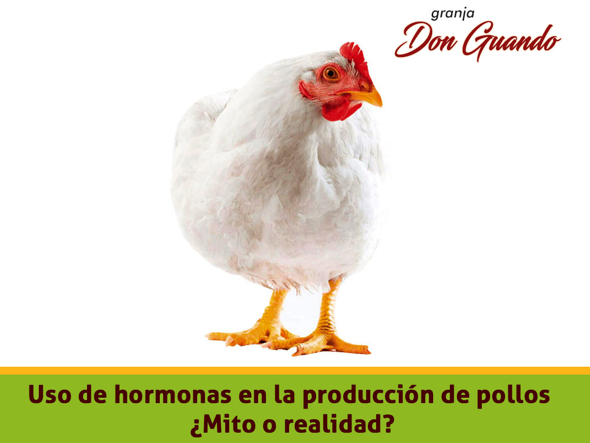 hormona pollos